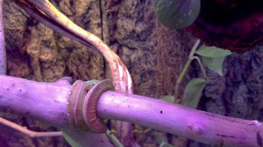 Zümrüt piton teraryumun içinde ve bir ağaç gövdesine dolanmış..