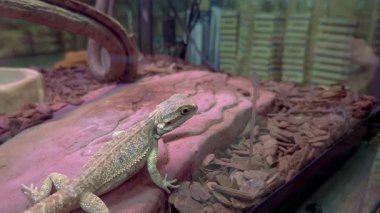 Sakallı ejderha teraryum kakasını yapıyor..