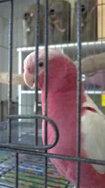 Kafesin içinde yürüyen ve kameraya bakan Galah papağanı..