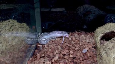 Top pitonu süper mistik fare yiyor..