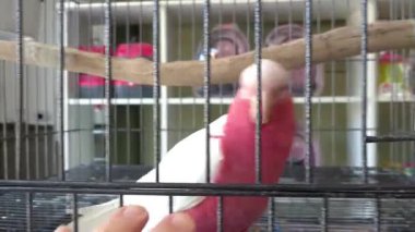 Galah papağanı nazik ve bir erkekle etkileşim içinde..