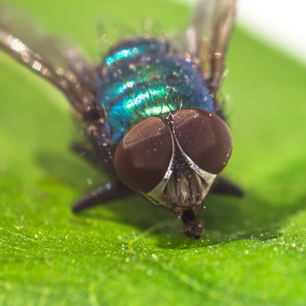 Makró fly portré — Stock Fotó