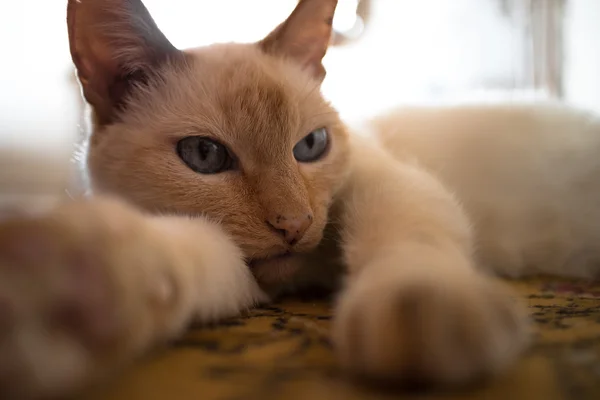 Kot tajski — Zdjęcie stockowe