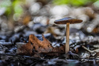 yumuşak odak mantar