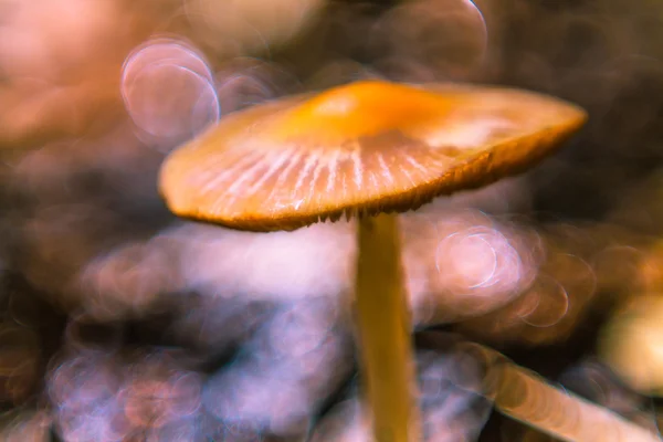 Pilz im weichen Fokus — Stockfoto