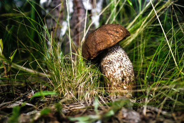 Brown cap boletus — Stock Photo, Image