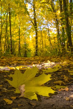 patika ile sonbahar manzara