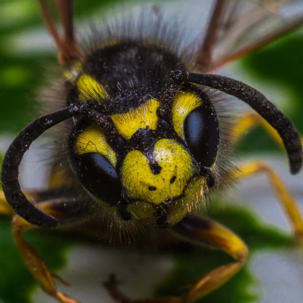 Wespenporträt aus nächster Nähe — Stockfoto