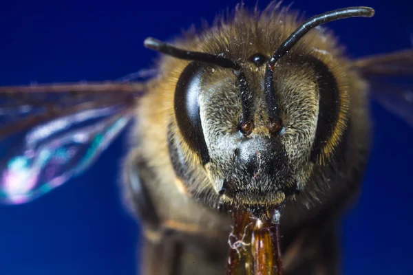 Méhek a kék háttér közelről — Stock Fotó
