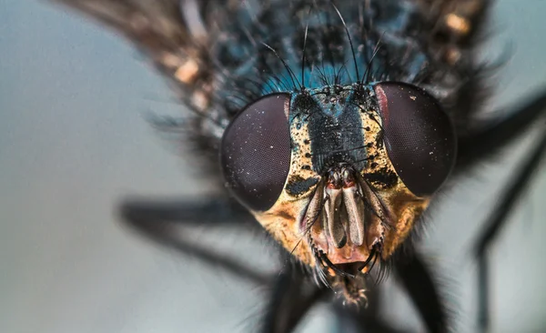 Makro flyga porträtt — Stockfoto