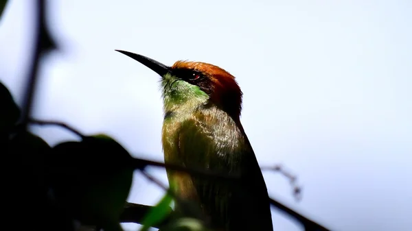 Bee eater — Stockfoto