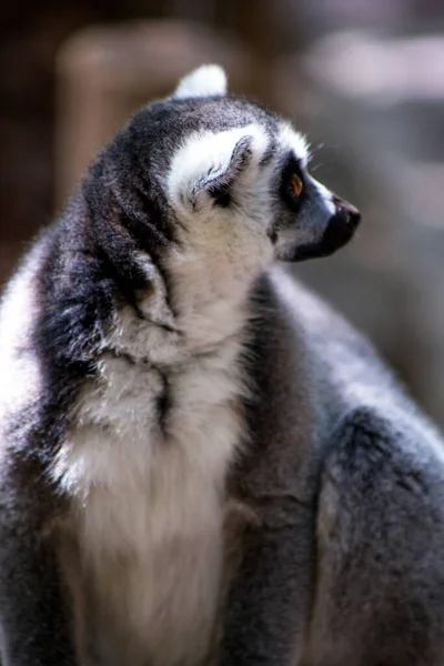 Lemuria Lemur Istuu Yksin Luonnon Maki — kuvapankkivalokuva
