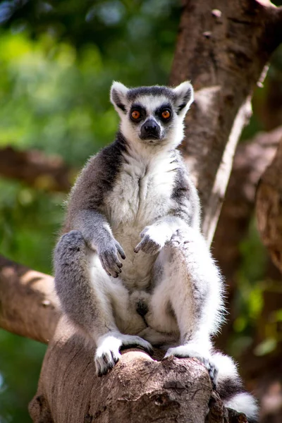 Lemur Lemur Sienta Solo Lemur Naturaleza — Foto de Stock