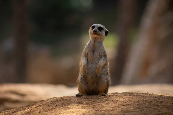 Meerkat Meerkat Sienta Sus Patas Traseras Mira — Foto de Stock