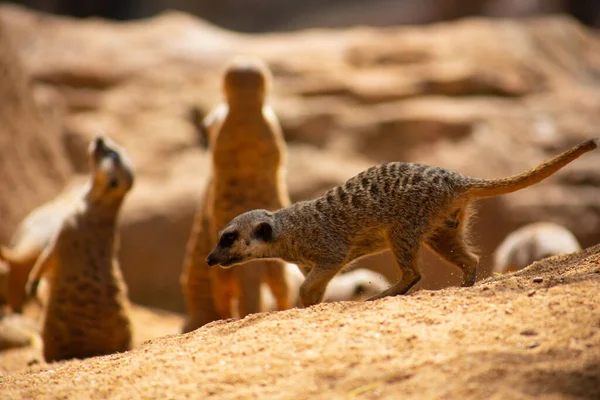 Meerkats Οικογένεια Meerkat Άγρια Ζώα Στο Περιβάλλον Τους — Φωτογραφία Αρχείου
