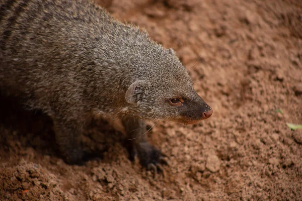 Wild Dier Wild Beest Wild Beest Komt Eraan — Stockfoto