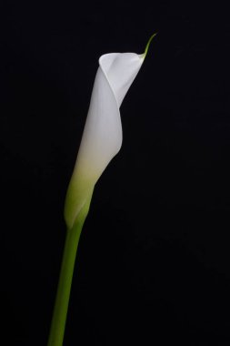 Siyah arka planda bir çiçek, bir kartpostal için arka plan, poster, blog. Web tasarımında kullanılabilir. Düğün davetiyelerinde kullanmak için harika..