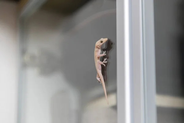 Küçük bir kertenkelenin gün ışığında cam bir pencereye tırmanışı tropik vahşi yaşamın makro doğa fotoğrafıdır.