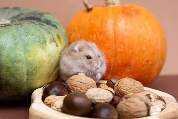 Een Schattige Kleine Hamster Een Bord Met Verschillende Noten Eet — Stockfoto