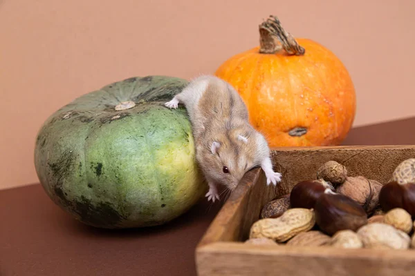 Leuke Kleine Hamster Valt Van Een Pompoen Dwerghamster Met Pompoenen — Stockfoto
