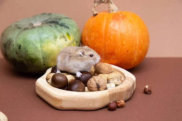 Een Schattige Kleine Hamster Een Bord Met Verschillende Noten Eet — Stockfoto