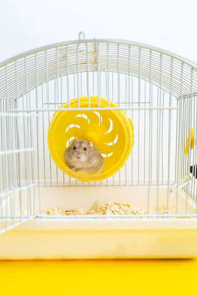 Een Schattig Klein Hamstertje Zit Een Wiel Een Kooi Dwerggrijze — Stockfoto