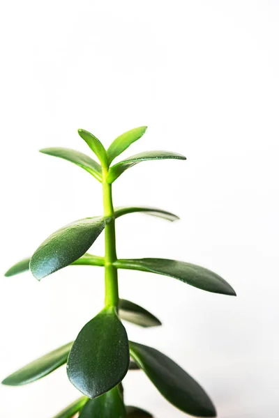 Casa Árvore Dinheiro Flor Close Fundo Branco Com Espaço Cópia — Fotografia de Stock