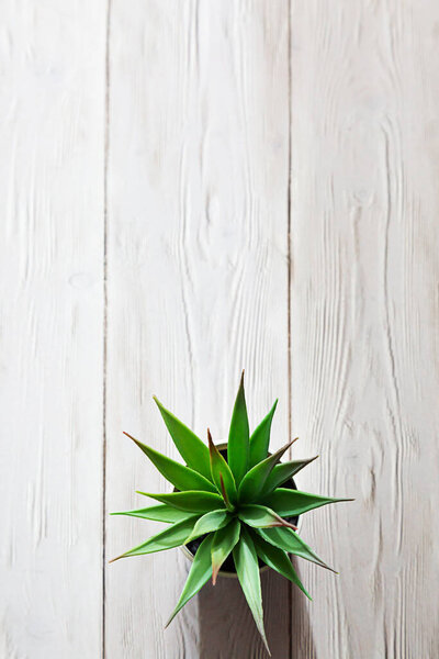 Minimalist still life with houseplant succulent and its shadow on white wooden table with copy space