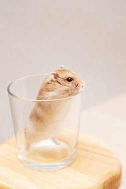 Bir evcil hayvan, sevimli bir cüce hamster bir bardağa tırmandı. Komik Dzungarian hamsterı.