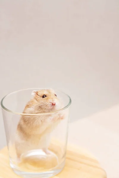 Pet Cute Dwarf Hamster Climbed Glass Funny Dzungarian Hamster — Stock Photo, Image