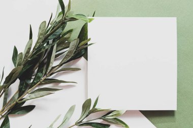 Beyaz kağıt, okaliptüs dalı ve uzun gölgeler. Boş kartpostal sahnesi. Güneş ışığında yeşil arkaplan. Düz yatış, üst görünüm.