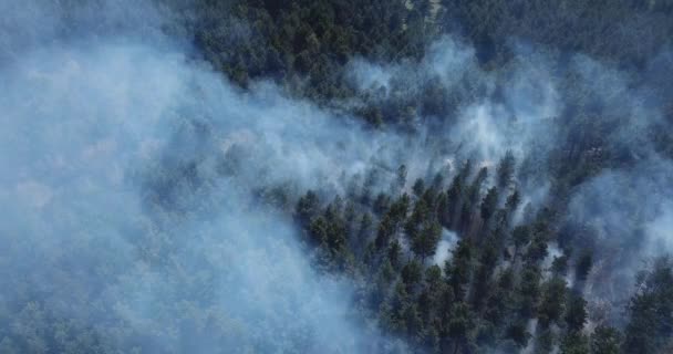 Πυρκαγιά Ένα Δάσος Κατά Διάρκεια Της Περιόδου Ξηρασίας Καταστροφή Των — Αρχείο Βίντεο