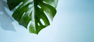 Açık mavi arkaplanlı ve fotokopi alanı olan yeşil canavar palmiyesinin yakın plan yaprağı. Tropikal asgari soyut arkaplan resmi