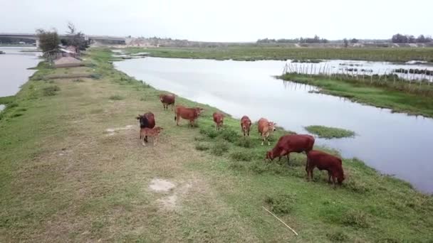 Kor Sommargrön Äng Nära Vattnet Flygutsikt Flock Kor Betar Fälten — Stockvideo