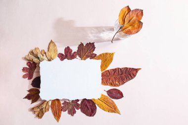 Boş kağıtlarla dolu bir hayat sahnesi. Sonbahar renkli yapraklar ve kristal bir bardak su, narin pembe bir zemin üzerinde yatıyordu. İlginç gölgeleri ve üst görünümü olan en düşük sonbahar kompozisyonu