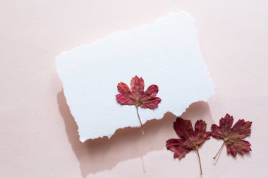 Minimum sonbahar modeli. Açık pembe zemin üzerinde boş kağıt akçaağaç yaprakları.