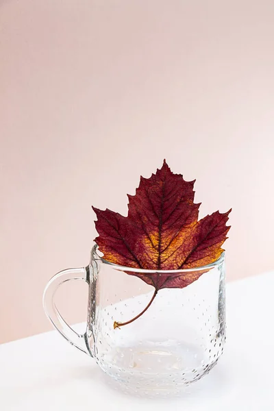 Minimalistic autumn still life. Glass mug and red maple leaf on a light pink background. Romantic composition with copy space.