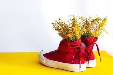 Yaratıcı, bahar kompozisyonu. Kırmızı spor ayakkabılı buket mimoza çiçekleri, vazo yerine kullanın. Gölgeli sarı-beyaz arka planda modaya uygun yaşam sahnesi