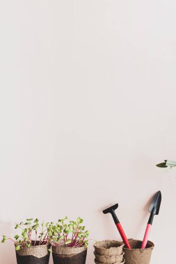 Tohum ekmek, organik tarım kavramı. Evdeki mikro-yeşilliğin kendi kendine yetiştirilmesi. Fotokopi alanı olan hafif bir arka planda mikro yeşil turp fideleri olan modern yaşam.