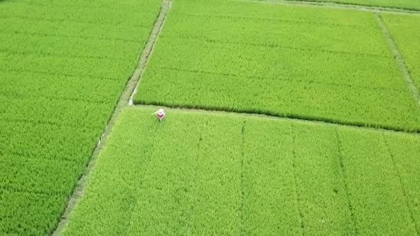 Vue Aérienne Homme Local Pulvérisant Des Produits Chimiques Antiparasitaires Sur — Video