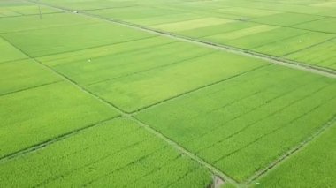 Pirinç tarlalarının drone görüntüsü. Tarım kavramı pirinç bitkisi yetiştiriyor. Yeşil alanların kuş bakışı görüntüsü
