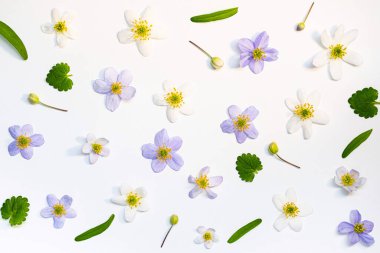 Çiçeklerin moda yaz şablonu. Modern çiçek, yaz dönemi geçmişi. Beyaz arka planda çok renkli kır çiçekleri.