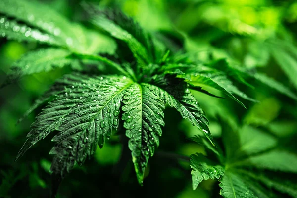 Kenevir yapraklarının yağmur damlalarıyla yakın çekimi. Yeşil yaprakların arkaplan görüntüsü seçici odaklanma. Esrar yaprakları, tıbbi ilaçlar. Marihuana yapraklarının üzerindeki su damlacıkları.
