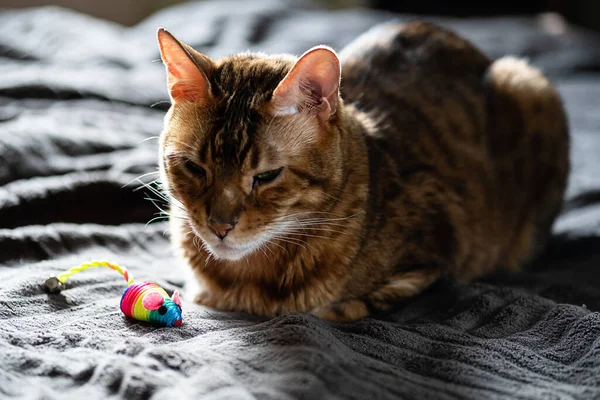 Beauty Bengal cat with a rainbow toy mouse. Cute cat lies with a colorful mouse at home.