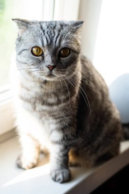 İngiliz cinsinin sevimli kediciği. Penceredeki gri tekir kedi. Sarı gözlü sevimli evcil hayvan portresi.
