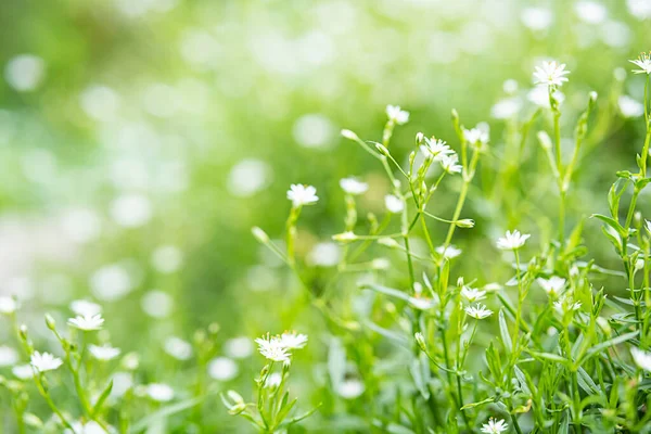 Summer flower, nature background. White small flowers blooming at sunny day. Floral concept, selective soft focus, copy space.