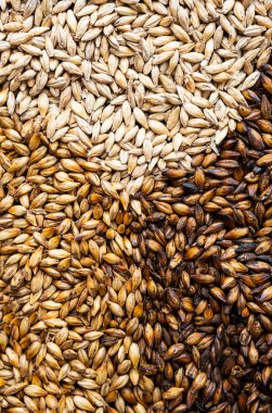 Pale ale, chocolate and caramel malt grains, close-up. Malted barley for brewers. Craft beer brewing from grain barley malt. 