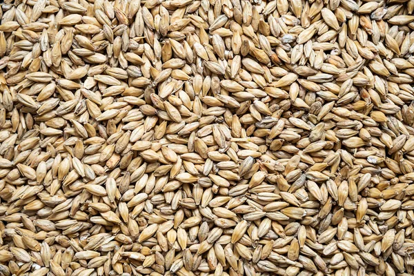 Pale ale malt grains, close-up. Malted barley for brewers. Craft beer, ale or lager  brewing from grain barley malt.