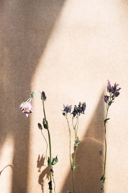 Dried flowers and long shadows on beige textured background. Floral composition in minimalism style. Poster, copy space.