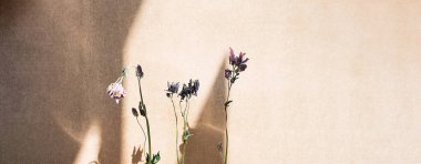 Kurumuş çiçekler ve bej desenli arka planda uzun gölgeler. Minimalizm tarzında çiçek kompozisyonu, kopyalama alanı.